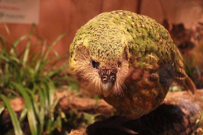 Kakapo