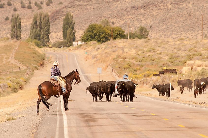 Cow cattle and cowboys on Outback Scenic Byway in rural Oregon.