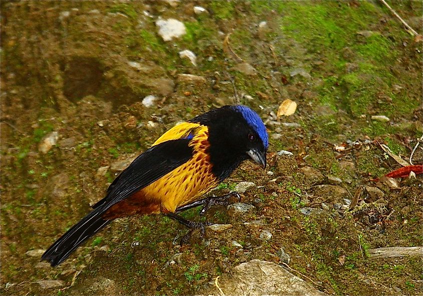 The Golden-backed Mountain Tanager in Peru.