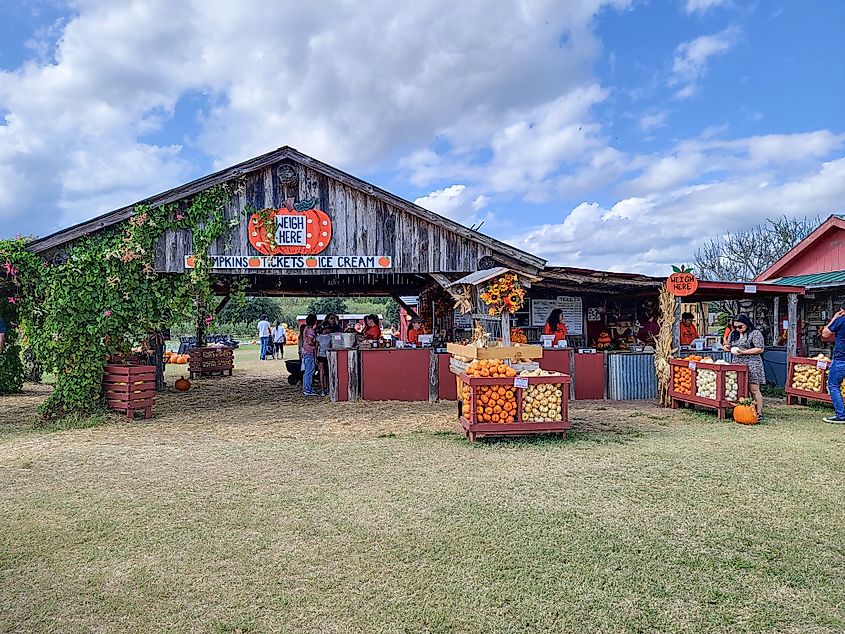 A fall day at Sweet Berry Farm in Marble Falls, Texas