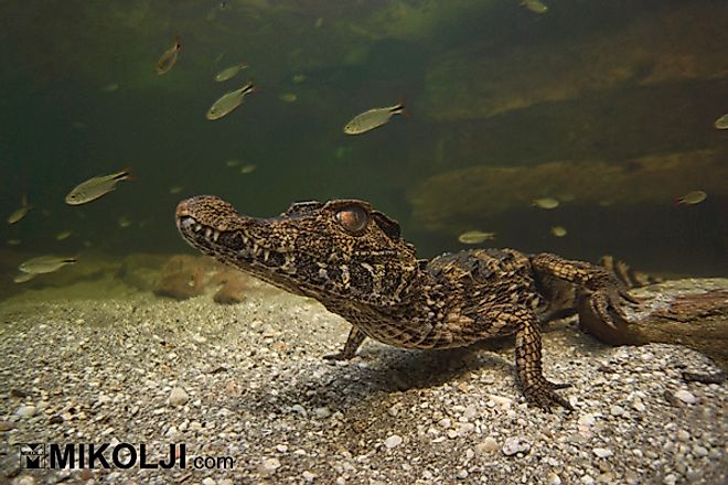smooth-fronted caiman (