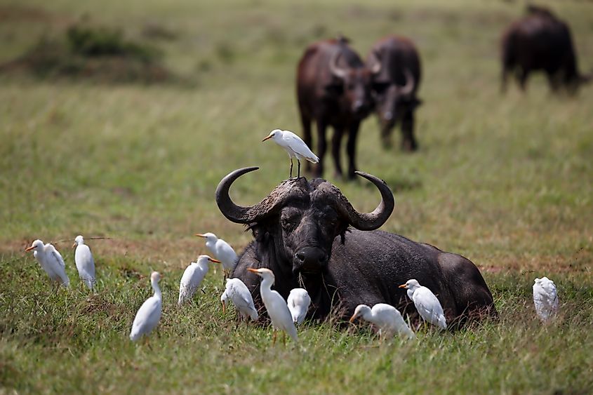 African buffalo masai mara