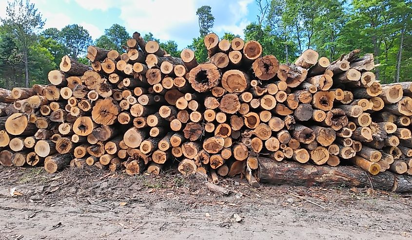 Wood piles of cut pine and spruce trees. Logged trees from the wild forest for business timber industry