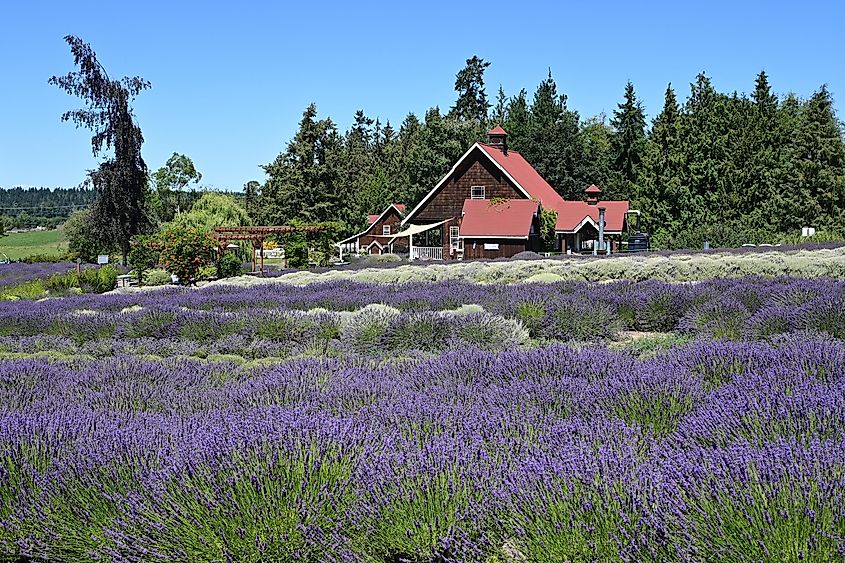 Lush lavender farm in Sequim, Washington.