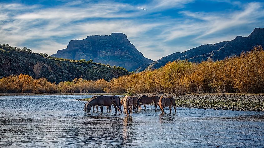 Wild horses in the Salt River of Arizona.