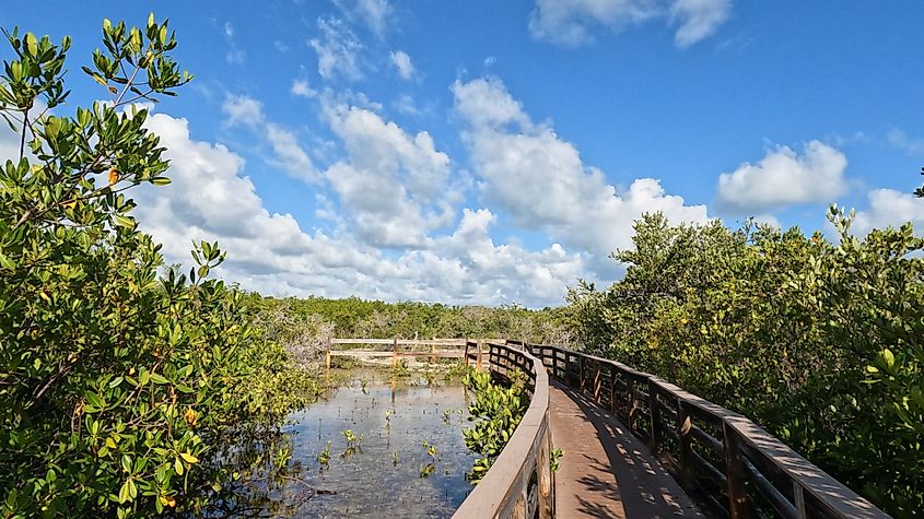 View around Long Key State Park, Florida, Trail flooded in the mangroves before Hurricane Ian.