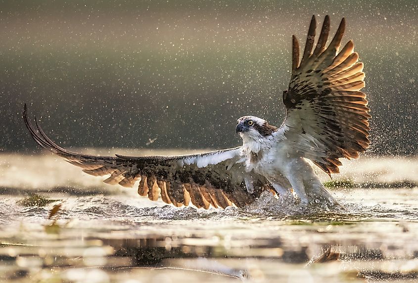 Osprey hunting for fish.