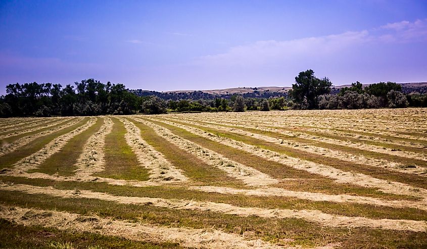 Hay field near Bridgeport, Nebraska