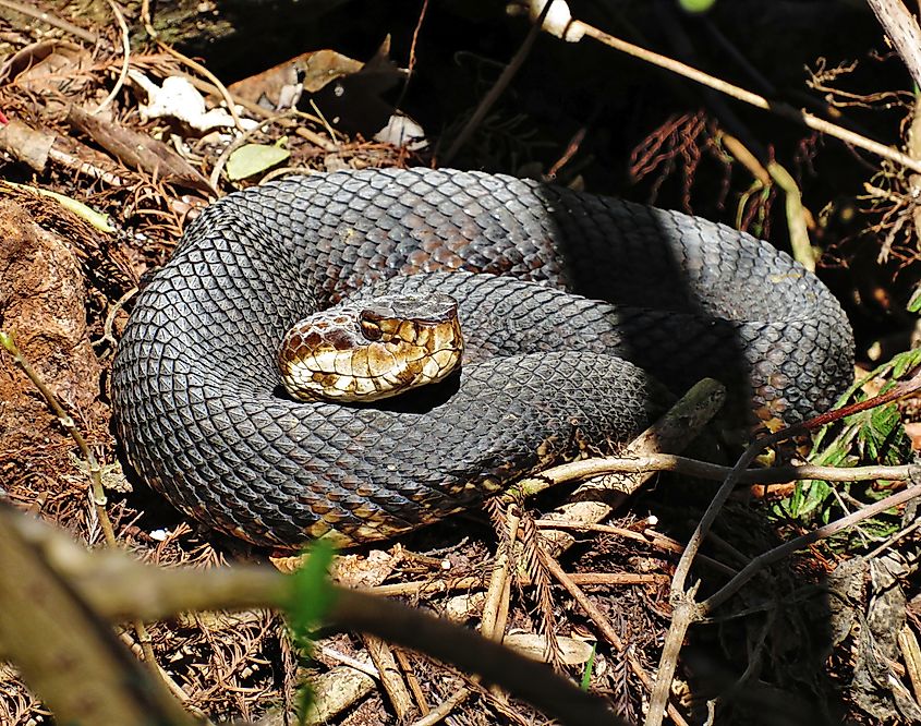 Florida Cottonmouth Coiled in the Sun.