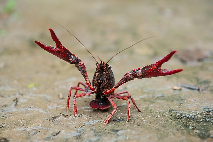 A red swamp crayfish on the ground