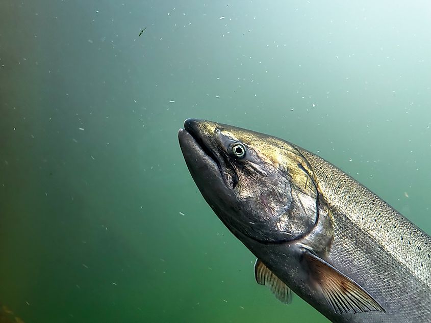 A closeup of a Chinook King Salmon.