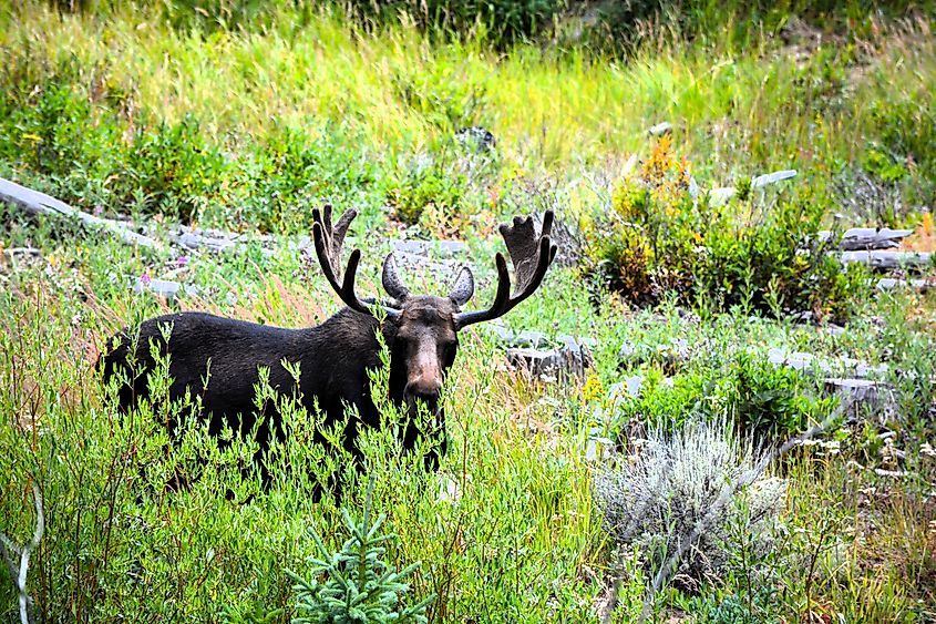 A moose spotted while grazing in the State Forest State Park, Colorado. Credit: Byan V Egner/ Shutterstock.com