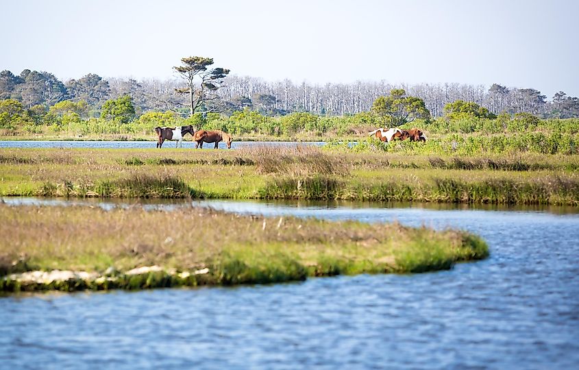 Scenic view of a marsh at Assateague Island National Seashore, Maryland with a group of wild ponies (Equus caballus) in the distance