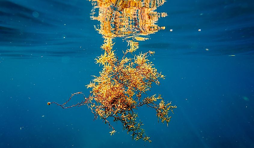 Sargassum seaweed underwater with reflection at the surface