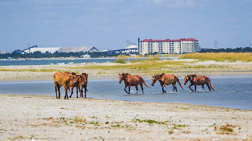 Wild horses on the move on Carrot Island near Beaufort, North Carolina.