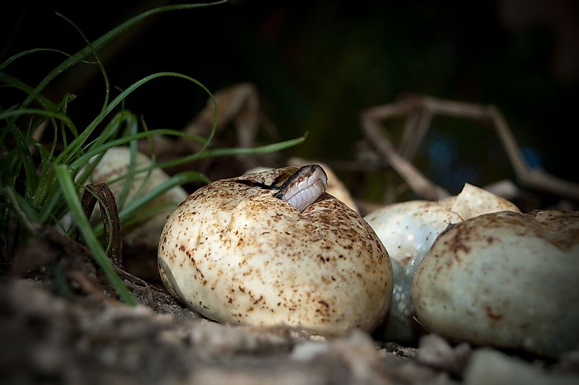 Burmese python emerging from its egg.