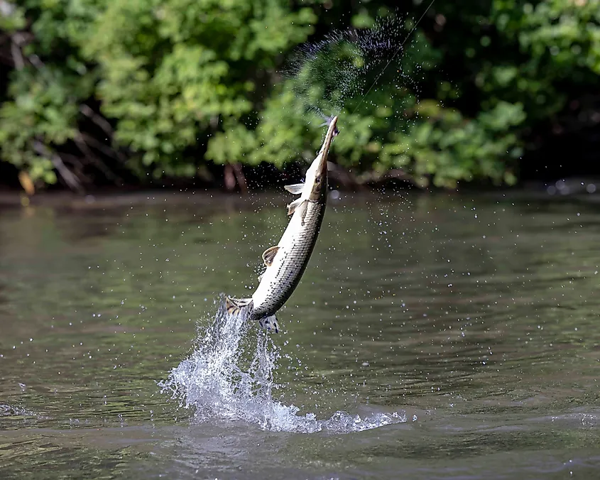 A gar jumping out of the water. Via Shutterstock / Israel Patterson