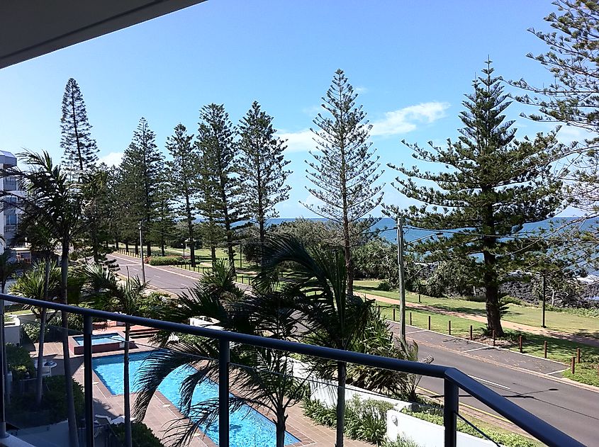Bargara foreshore, looking through Norfolk Island Pines to the Coral Sea