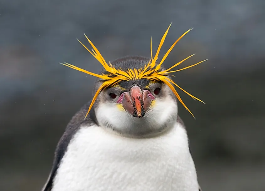 Royal penguin Macquarie Island