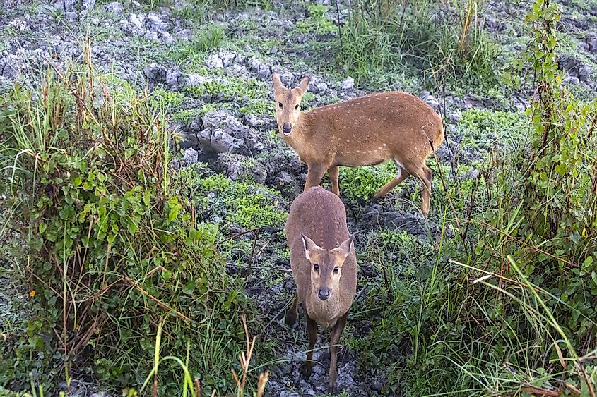 Spotted deer in Kaziranga National Park