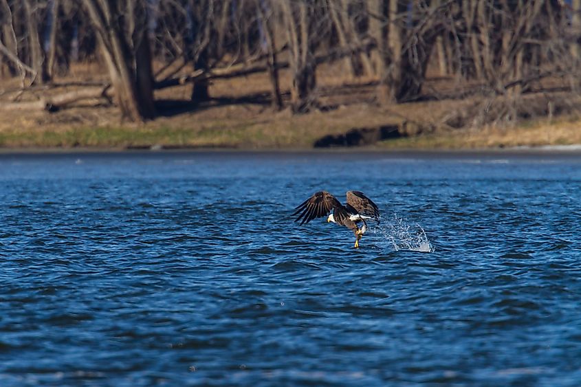 An American bald eagle fishing in the river flowing past Le Claire, Iowa.