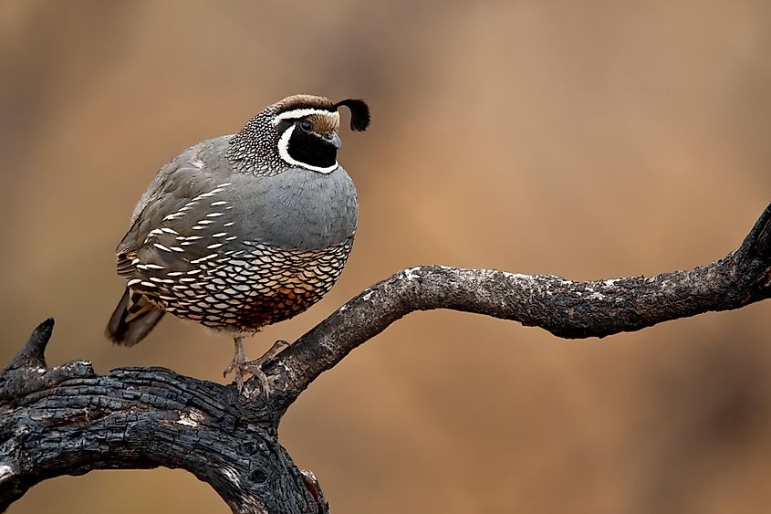 A beautiful male California quail perched on a tree branch.