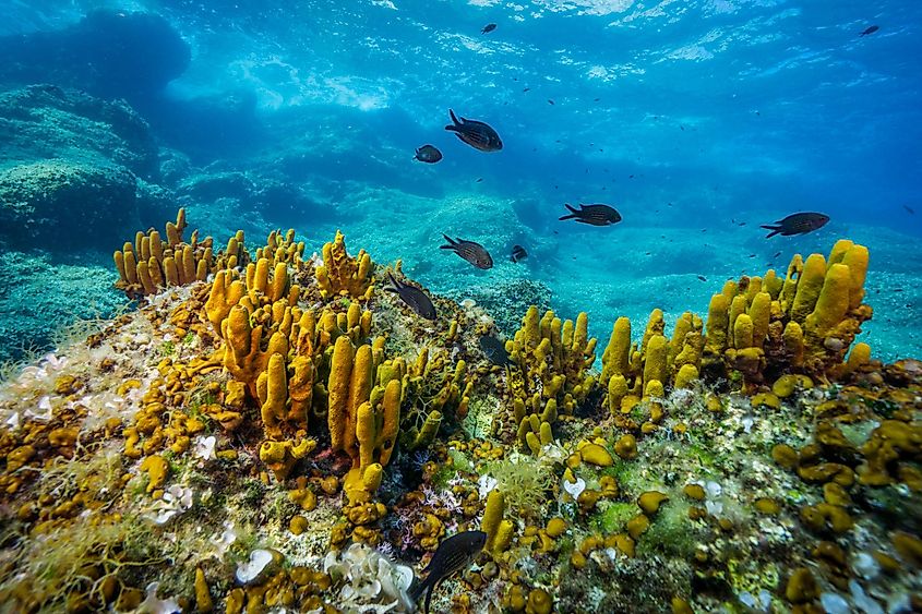 Mediterranean sponges in the Adriatic sea near Hvar island, Croatia.