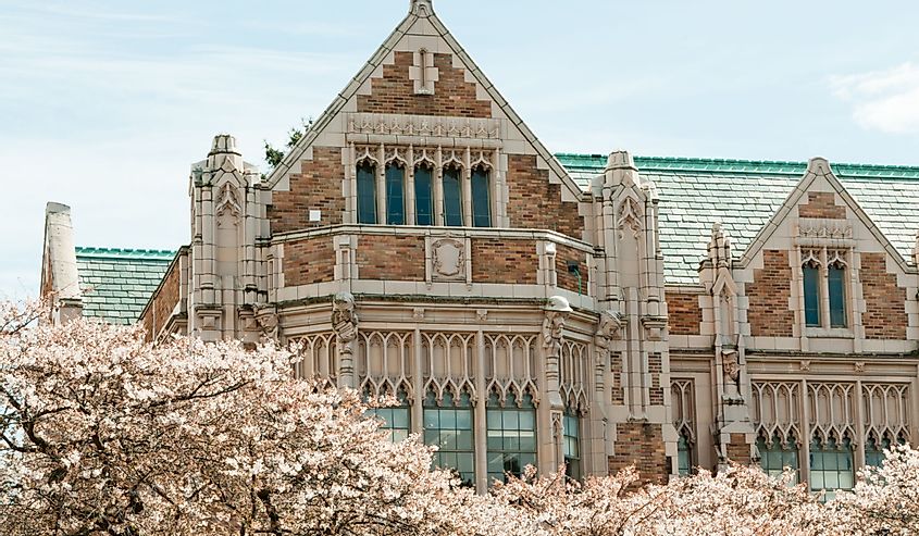 University Building and Cherry Trees. Close up of the collegiate gothic style Smith Hall building with Yoshino cherry trees (Prunus x yedoensis), Liberal Arts quad, University of Washington, Seattle