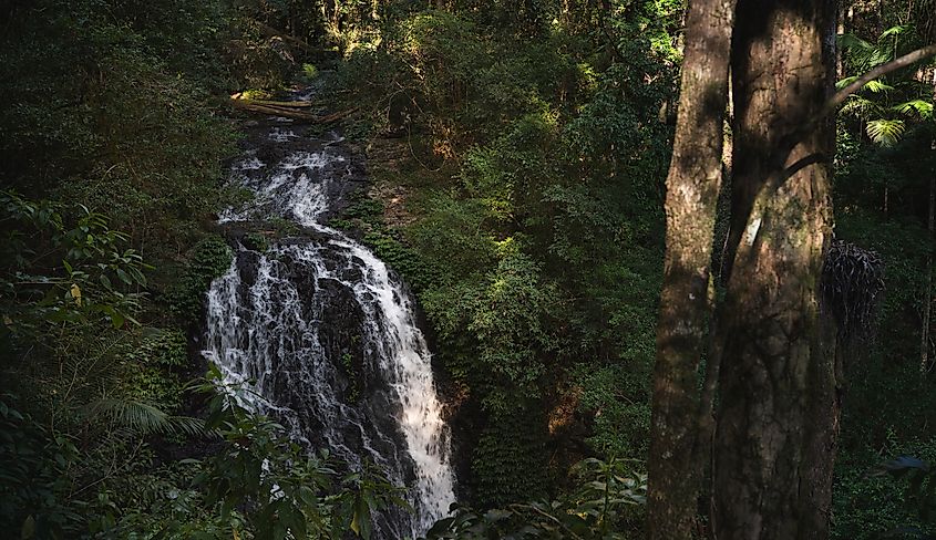 Brushbox Falls lookout, Border Ranges National Park, Australia.