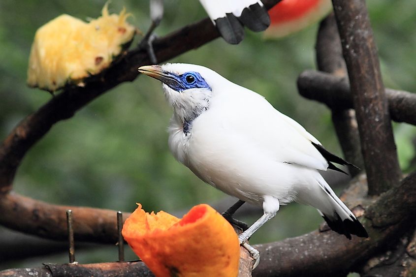 Hong Kong park bali myna