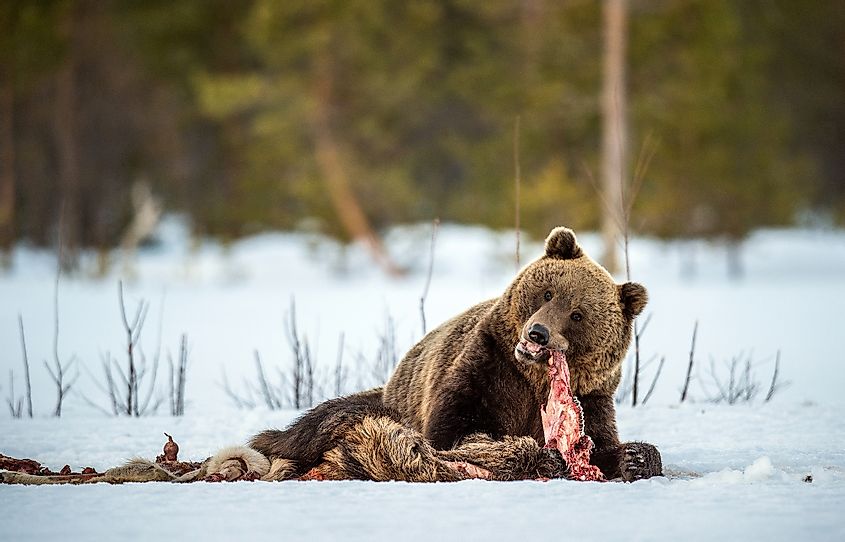 Grizzly with meat