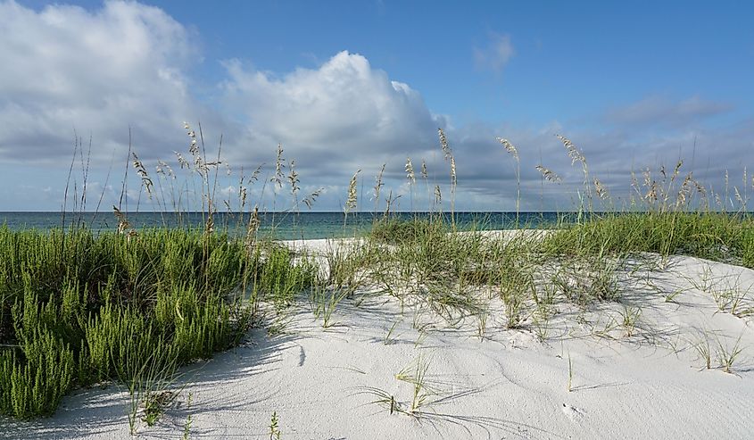 Pensacola Florida Beach morning, crisp details, ripe sea oats, pristine landscape at Gulf Islands National Seashore.