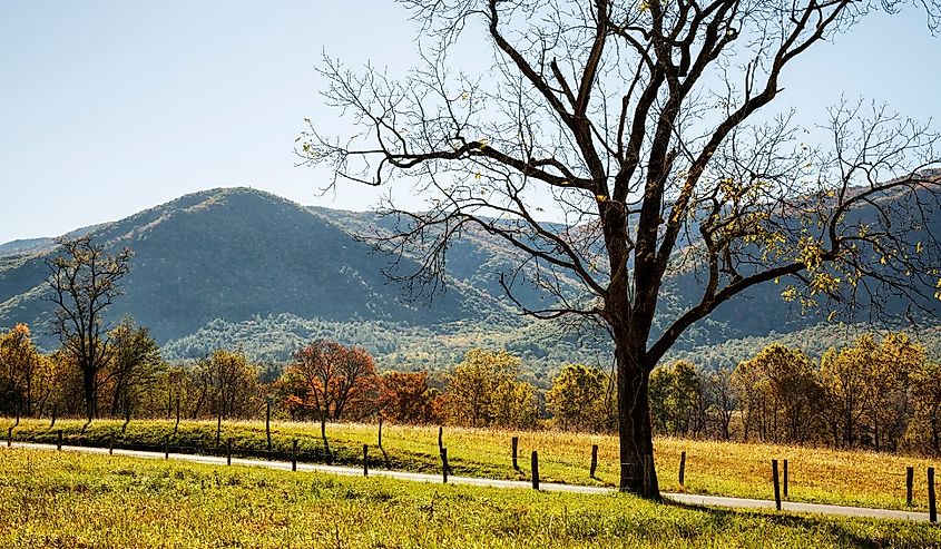 Great Smoky Mountains National Park, Cades Cove Loop Road, Tennessee