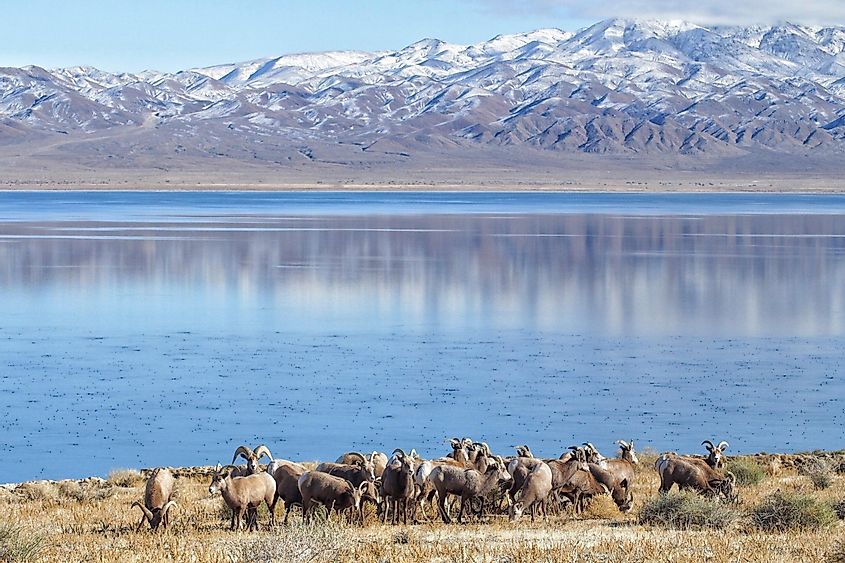 Bighorn Sheep on Walker Lake in Nevada