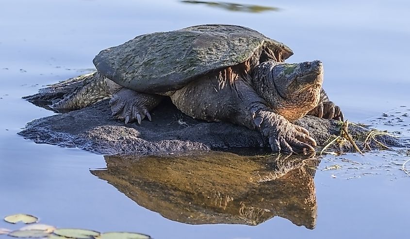 Large Common Snapping Turtle (Chelydra serpentina) basking on a rock