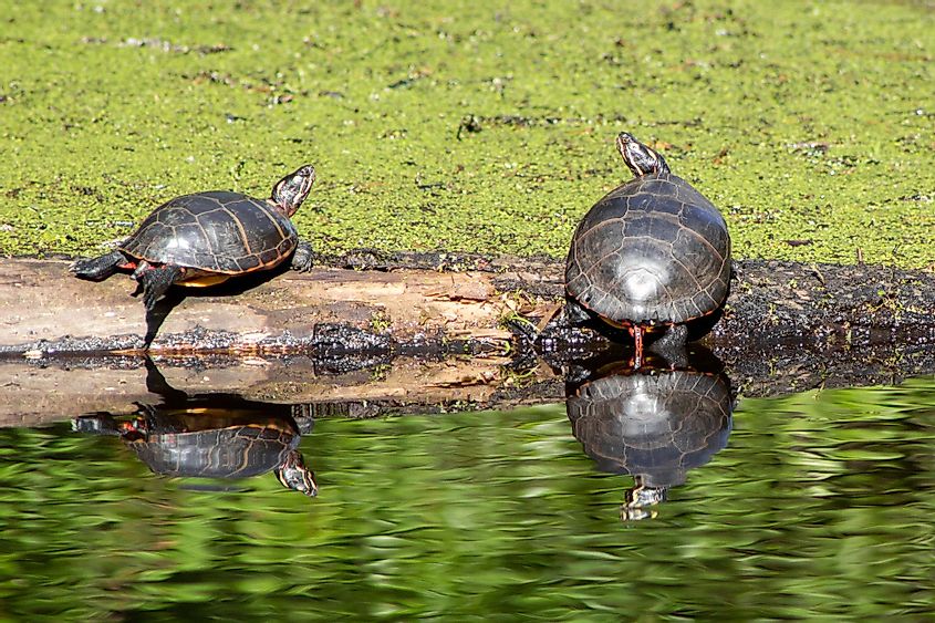 Painted Turtles in Great Dismal Swamp