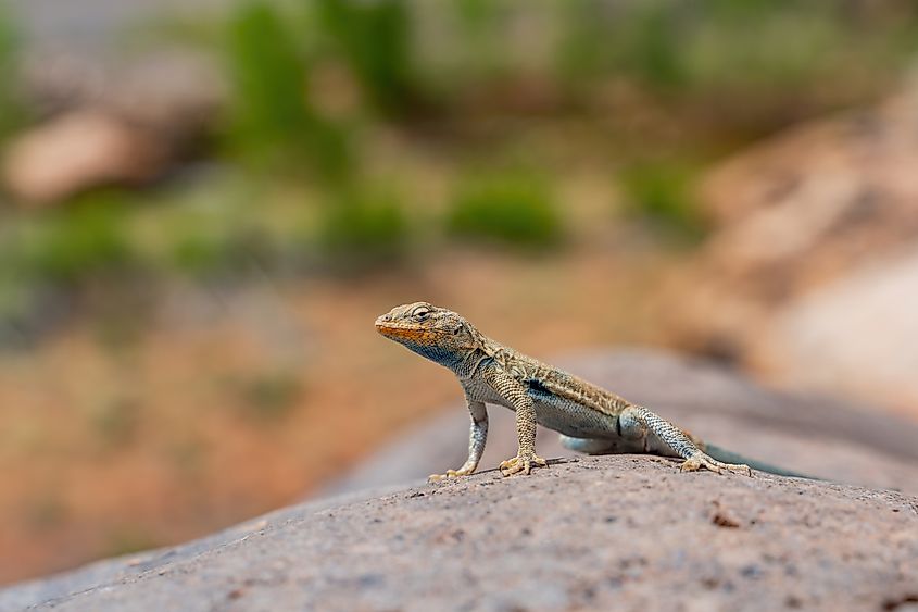 Capitol Reef National Park at Utah