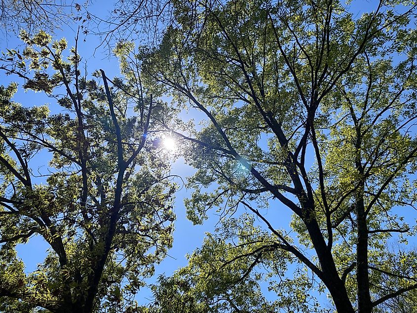Tree canopy in Allsopp Park.