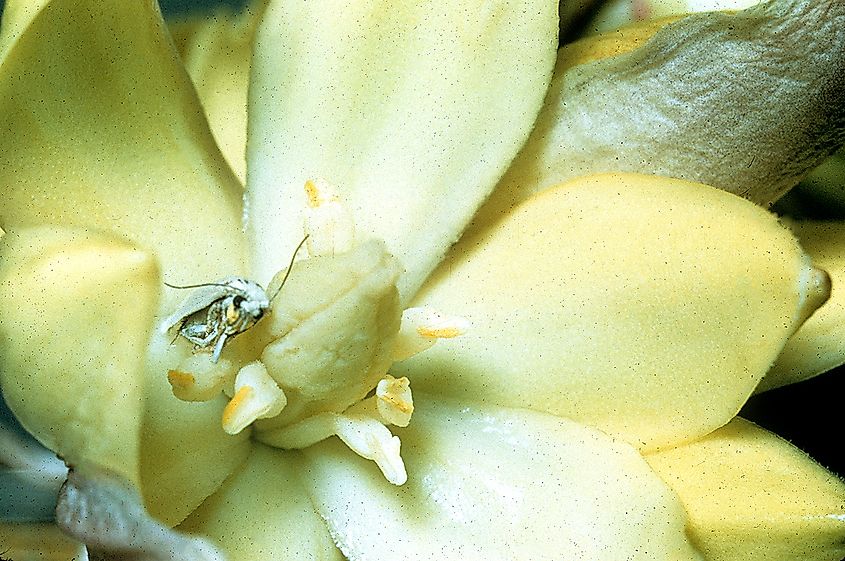 Yucca Moth (Prodoxidae). Credit: Joshua Tree National Park, Public domain, via Wikimedia Commons