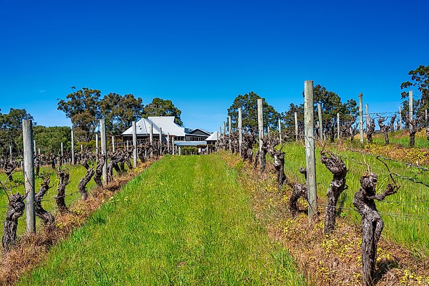 Vasse Felix wineyard in Margaret River, Western Australia, Australia.