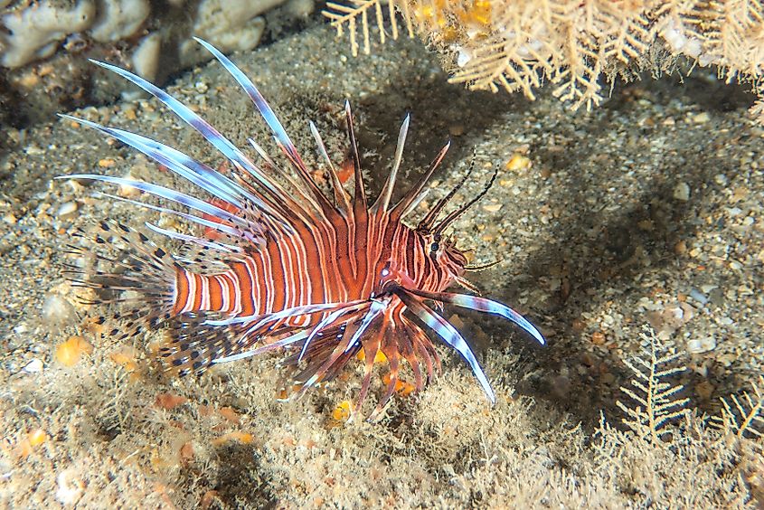 Red Lionfish (Pterois volitans) swimming in Florida.
