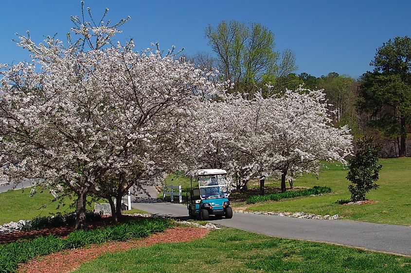 A beautiful scene in Peachtree City, Georgia