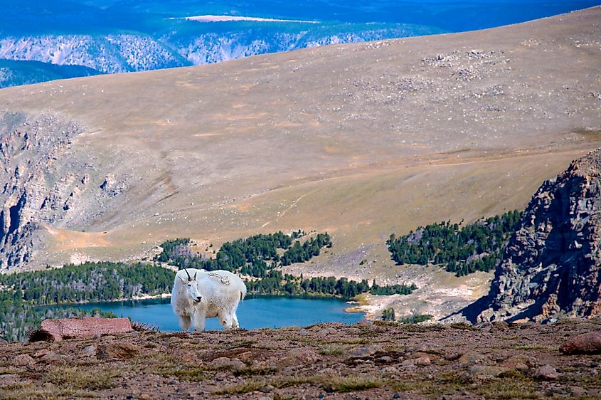 A mountain goat along the Beartooth Highway.