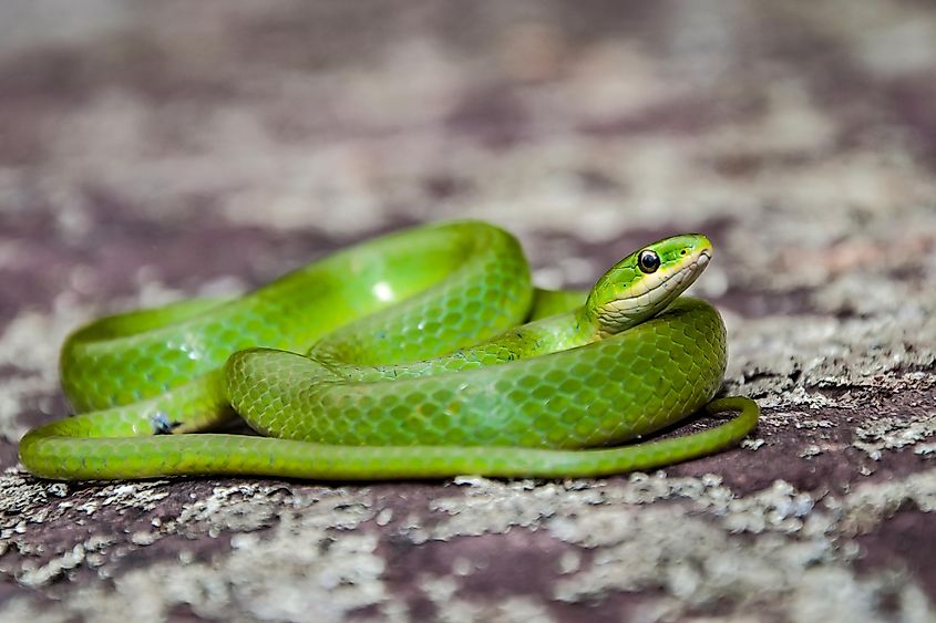 A beautiful smooth green snake.