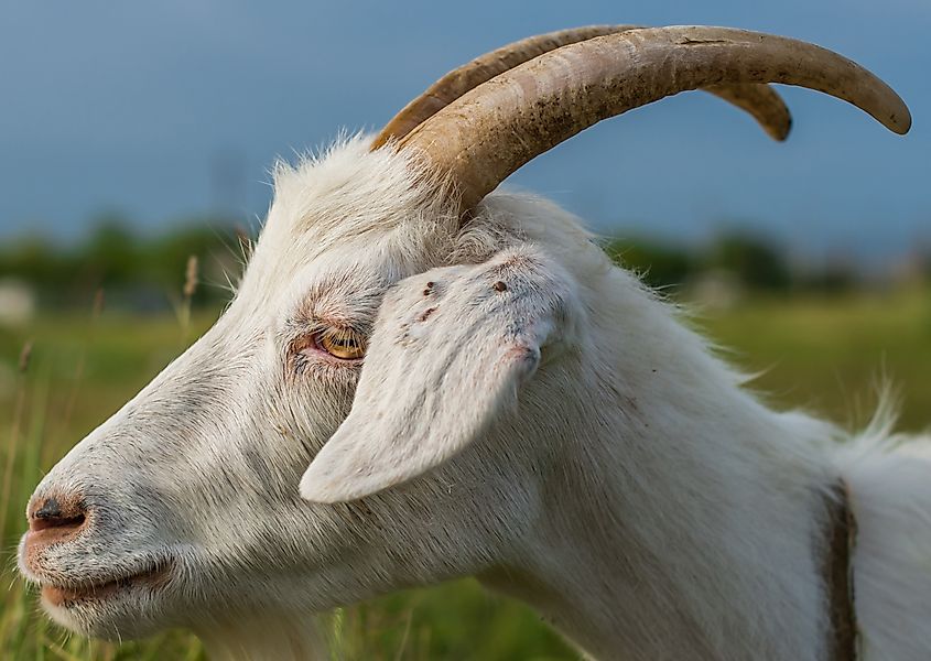 Ticks attached to the ear of a white domestic goat. Via Shutterstock / Wind Vector