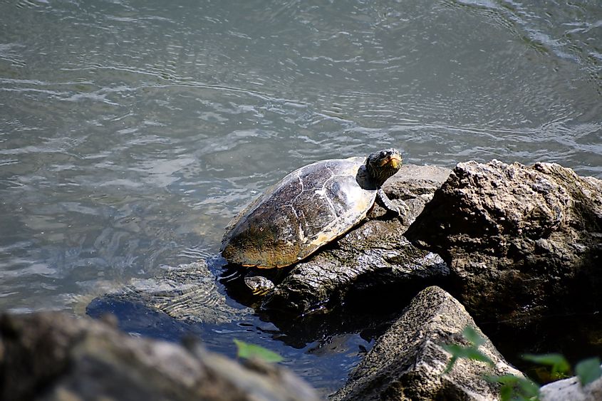 A turtle in the Tennessee River
