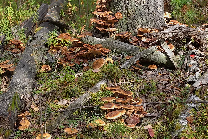 Armillaria ostoyae honey mushroom fungus