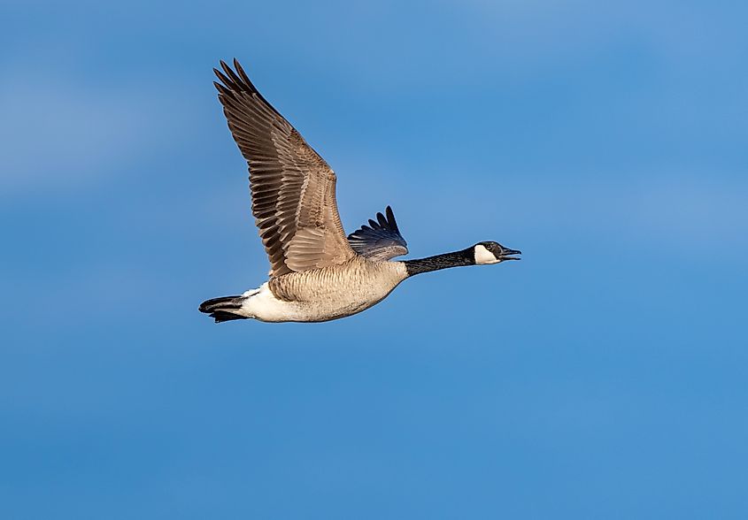 Canada goose in flight over the Saginaw Bay.
