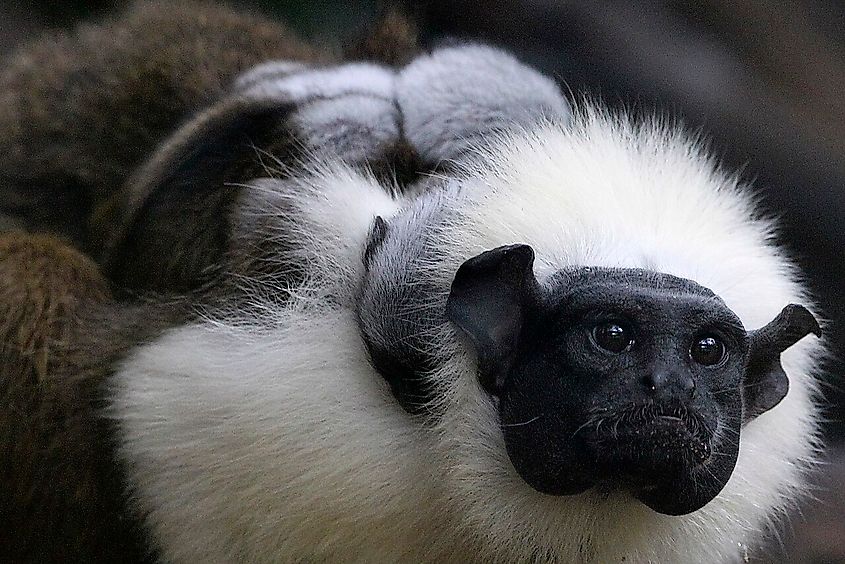 Pied tamarin