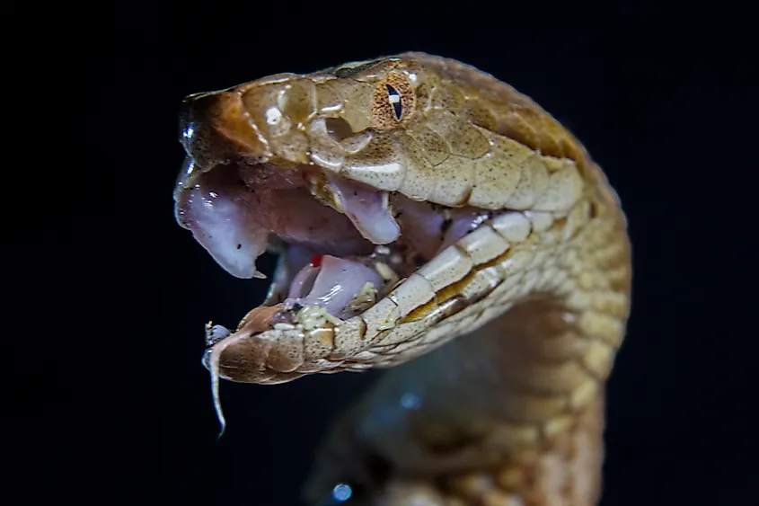 Copperhead snake.